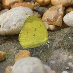 Eurema hecabe solifera