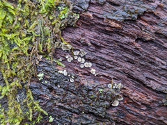 Chlorosplenium chlora