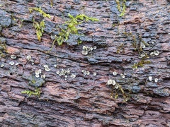 Chlorosplenium chlora