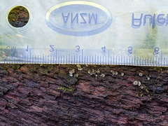 Chlorosplenium chlora