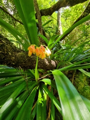 Clivia caulescens
