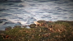 Actitis hypoleucos