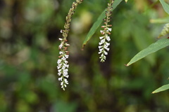 Buddleja asiatica
