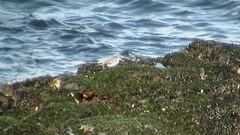Actitis hypoleucos