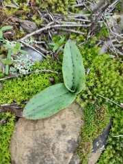 Neotinea maculata