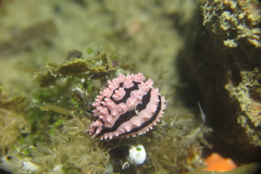 Phyllidiella