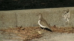 Actitis hypoleucos