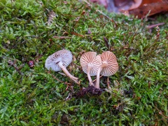 Mycena overholtsii