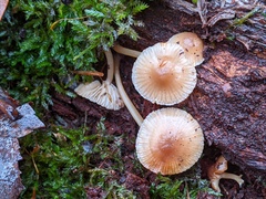 Mycena overholtsii