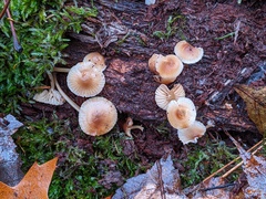 Mycena overholtsii