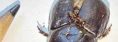 Pseudomyrmex