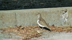 Actitis hypoleucos