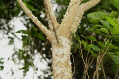 Zanthoxylum avicennae
