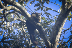 Ratufa bicolor