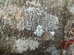Lecidella elaeochroma