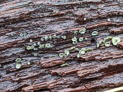 Chlorosplenium chlora