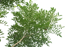 Zanthoxylum avicennae