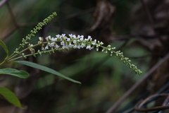 Buddleja asiatica