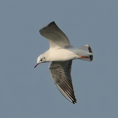 Chroicocephalus ridibundus