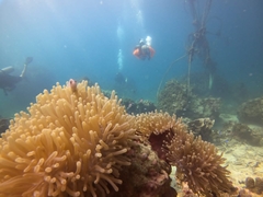 Amphiprion perideraion