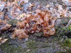 Phaeotremella frondosa