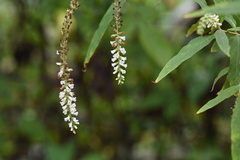 Buddleja asiatica