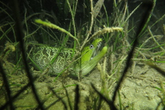 Gymnothorax undulatus