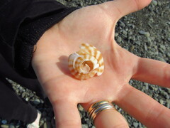 Phalium flammiferum
