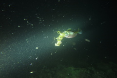 Sepioteuthis lessoniana