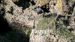 Monticola solitarius