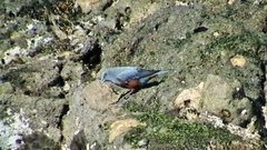 Monticola solitarius