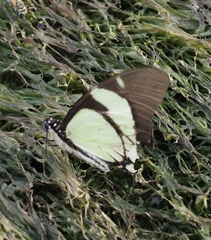 Eurytides callias