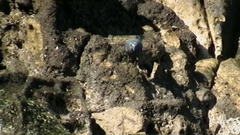 Monticola solitarius
