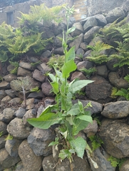 Nicotiana tabacum