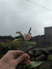 Nicotiana tabacum