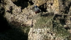 Monticola solitarius