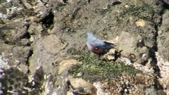 Monticola solitarius