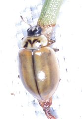 Aphidecta obliterata