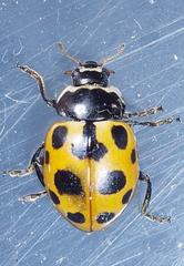 Ceratomegilla notata