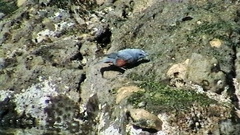 Monticola solitarius