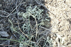 Xanthoparmelia camtschadalis