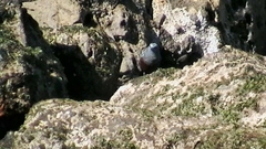 Monticola solitarius