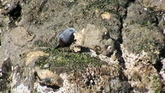 Monticola solitarius