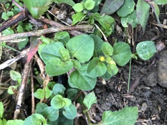 Lysimachia japonica