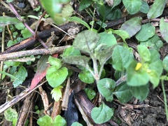Lysimachia japonica