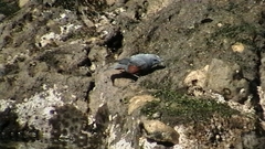 Monticola solitarius
