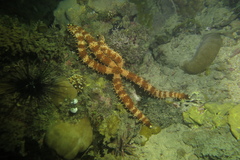 Mithrodia clavigera