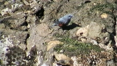 Monticola solitarius