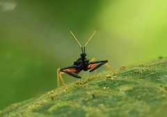 Calliclopius nigripes