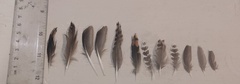 Gallinago gallinago